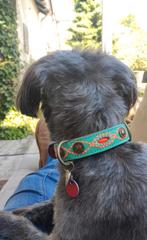 Halsband Ibiza Bohemian Dogs with a Mission Turquoise Oranje, Dieren en Toebehoren, Ophalen, Nieuw