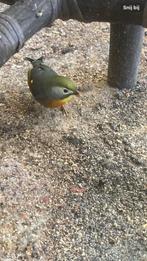 Koppel Japanse Nachtegalen 2024, Dieren en Toebehoren, Vogels | Overige Vogels, Meerdere dieren