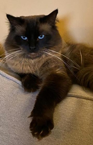 Dekkater BlissRagdolls seal mink DNA~ getest  Blauwe ogen 💙 beschikbaar voor biedingen