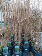 Panicum virgatum 'Prairie Sky' - Siergras, Ophalen, Siergrassen, Volle zon