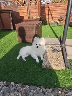 Witte Pomeriaan, Dieren en Toebehoren, 15 weken tot 1 jaar, Reu, CDV (hondenziekte), Eén hond