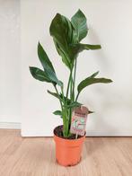 Strelitzia Reginae - Strelitzia/Paradijsvogelplant H: 75 cm., Huis en Inrichting, Kamerplanten, Ophalen, Overige soorten, Halfschaduw