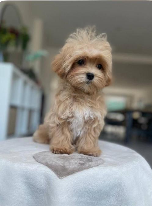 Exclusieve Maltipoo F1 Micro pup (Maltezer/Toy Poedel), Dieren en Toebehoren, Honden | Chihuahua's en Gezelschapshonden, Meerdere dieren