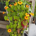 Zaden van Suzanne met de mooie ogen, Tuin en Terras, Ophalen of Verzenden, Eenjarig, Overige soorten, Volle zon