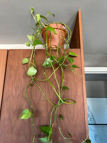 Epipremnum 'Aureum' Hangplant met pot beschikbaar voor biedingen