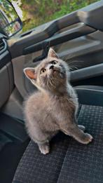 Britse korthaar kitten, 0 tot 2 jaar