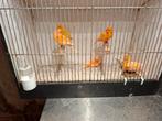 Kanaries, Dieren en Toebehoren