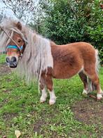 Mooie Shetlander dekhengst te koop, Dieren en Toebehoren, Paarden en Pony's | Dekhengsten en Fokmerries, Hengst