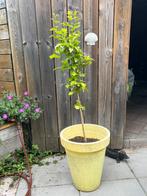 Mooie grote hibiscus paarse bloem, Ophalen, Zomer, Overige soorten, Volle zon