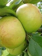 Appels biologische/Notarisappel en Lunterse Pippeling, Diversen, Levensmiddelen, Ophalen