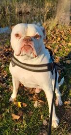 LIEFDEVOL HUISJE GEZOCHT VOOR HERO, 6 jaar of ouder, Reu, Bulldog, Eén hond