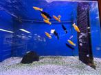 Hoogvinkarper/ Poecilia Velifera, verschillende kleuren, Dieren en Toebehoren, Vissen | Aquariumvissen, Zoetwatervis, Vis