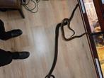 Meerdere boa's te koop, Slang