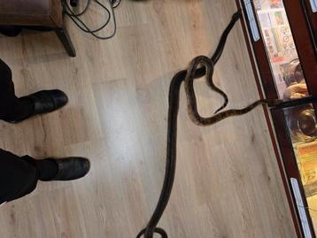 Meerdere boa's te koop  beschikbaar voor biedingen