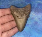 Megalodon haaientand fossiel 7.4 centimeter, Verzamelen, Mineralen en Fossielen, Ophalen of Verzenden, Fossiel