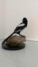 Opgezette vogel dieren taxidermie, Verzamelen, Dierenverzamelingen, Ophalen of Verzenden, Zo goed als nieuw, Beeldje of Figuurtje