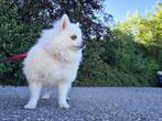 Pomeriaan teefje te koop, Dieren en Toebehoren, Honden | Poolhonden, Keeshonden en Oertypen, België, Particulier, Teef, Eén hond