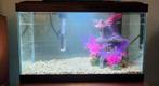 Klein aquarium, Dieren en Toebehoren, Vissen | Aquaria en Toebehoren, Ophalen of Verzenden, Zo goed als nieuw, Leeg aquarium