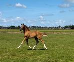 4 veelbelovende springveulens: Drummer, Cero Blue en Corlou, Dieren en Toebehoren, Merrie, Springpaard, Gechipt, Niet van toepassing