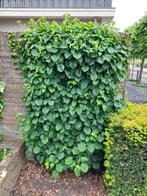 Japanse klimhortensia klimplant op houten klimrek, Ophalen, Vaste plant, Overige soorten, Halfschaduw