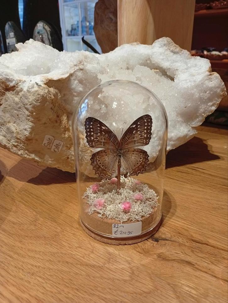 Prachtige vlinder in stolp hoogte 13 cm, Huis en Inrichting, Woonaccessoires | Stolpen, Nieuw, Ophalen of Verzenden