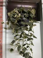 Scindapsus pictus ‘ Argyraeus’, Ophalen of Verzenden, Overige soorten, Minder dan 100 cm