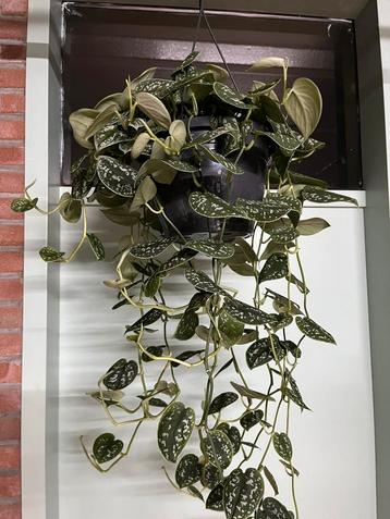 Scindapsus pictus ‘ Argyraeus’ beschikbaar voor biedingen
