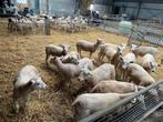 Fok ooien, Dieren en Toebehoren, Schapen, Geiten en Varkens, Vrouwelijk, Schaap, 0 tot 2 jaar