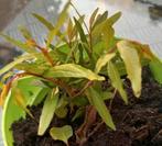 Punica Granaatappel  🌿, Ophalen, Zomer, Volle zon