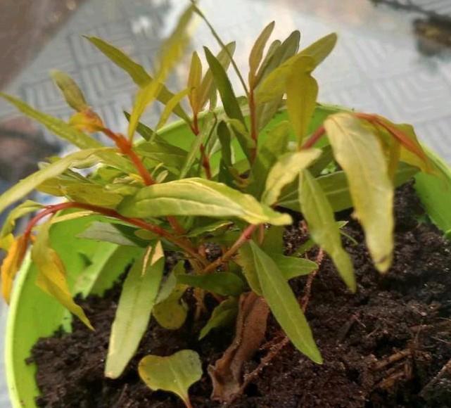 Punica Granaatappel  🌿, Tuin en Terras, Planten | Tuinplanten, Volle zon, Zomer, Ophalen