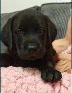Labrador Retriever teefje geboren op 20.08.2025, Dieren en Toebehoren, Honden | Retrievers, Spaniëls en Waterhonden, CDV (hondenziekte)