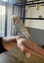 Handtamme Parkiet + kooi toebehoren, Dieren en Toebehoren, Ophalen, Zo goed als nieuw, Metaal, Vogelkooi