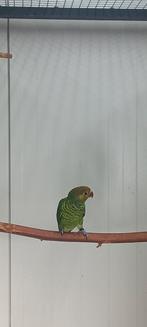 Tekoop Meyer lori, Dieren en Toebehoren, Vogels | Parkieten en Papegaaien, Mannelijk, Papegaai