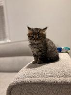 Britse kort haar  met al haar spullen, Poes, Kortharig, 0 tot 2 jaar
