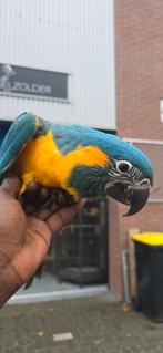 Blauwkeel Ara 2025, Dieren en Toebehoren, Geslacht onbekend, Papegaai, Tam