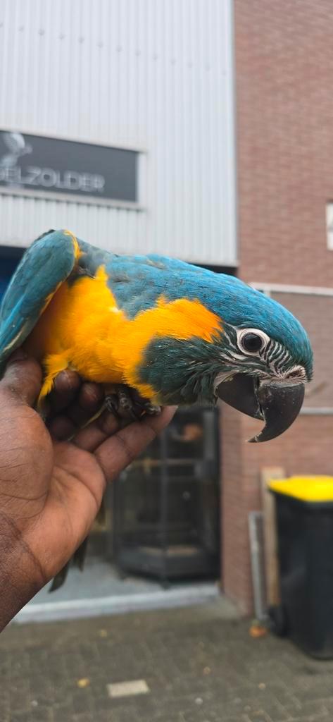 Blauwkeel Ara 2025, Dieren en Toebehoren, Vogels | Parkieten en Papegaaien, Papegaai, Geslacht onbekend, Tam