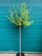 Dwergsering . Syringa  palibin op 80 cm stam, Tuin en Terras, Planten | Bomen, Ophalen