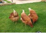 Bruine Kippen., Dieren en Toebehoren, Pluimvee, Vrouwelijk, Kip