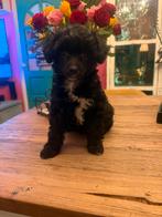 Chinese naakthond en powderpuff pups met stamboom, Dieren en Toebehoren, Parvo, Overige rassen, 8 tot 15 weken, Teef