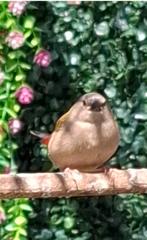 Dornastrilde, Meerdere dieren, Tropenvogel