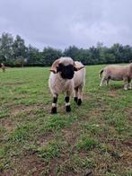 1-jarige Walliser schwarznase ram ARR/ARR zwoegervrij, Dieren en Toebehoren, Mannelijk, Schaap