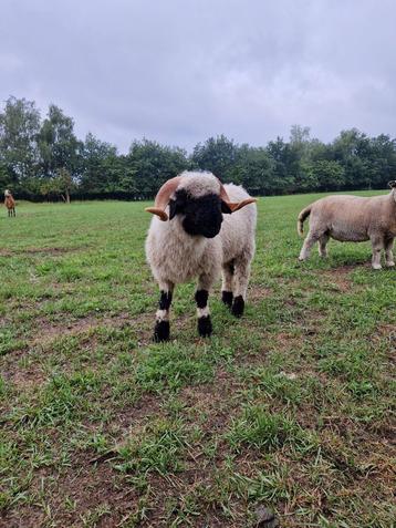 1-jarige Walliser schwarznase ram ARR/ARR zwoegervrij  beschikbaar voor biedingen