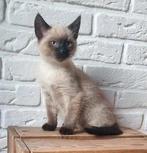 ‼️Gezocht‼️ :   Siamees kitten  ( poesje ), Dieren en Toebehoren, Katten en Kittens | Overige Katten, Poes, Kortharig, 0 tot 2 jaar