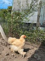Cochin kriel hanen, Dieren en Toebehoren, Mannelijk, Kip