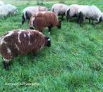 Rammen, Mannelijk, Schaap