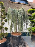 Cedrus atl’ Glauca pendule’ (vormboom) deze week 10% korting, Ophalen, Volle zon, Overige soorten