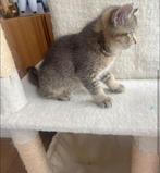 Britse korthaar kitten- nog 1 beschikbaar, Poes, Ontwormd, 0 tot 2 jaar