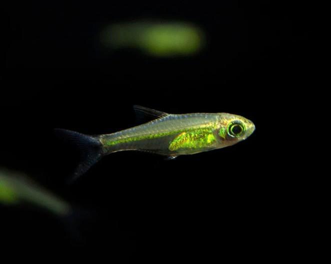 Microdevario Kubotai - Koidreams Valburg, Dieren en Toebehoren, Vissen | Aquariumvissen, Zoetwatervis, Vis, Schoolvis