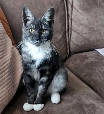 Lieve jonge poes op zoek naar een nieuw thuis beschikbaar voor biedingen