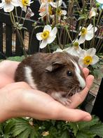 Nog 1 jonge Cavia zoekt huisje, beertje Bo, Dieren en Toebehoren, Knaagdieren, Cavia, Meerdere dieren, Tam, September